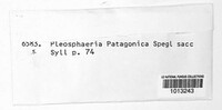 Image of Pleosphaeria patagonica